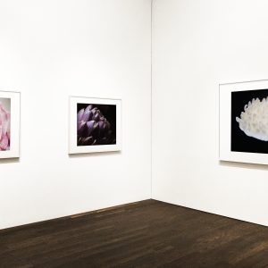 Collection of floral art pieces on the wall